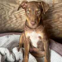 Thumbnail photo of Teddy #3