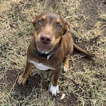 Thumbnail photo of Teddy #4