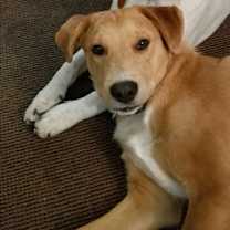 Thumbnail photo of Rowdy Bee #4