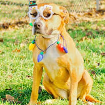 Thumbnail photo of Sandy-Sponsored #1