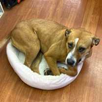 Thumbnail photo of Sandy-Sponsored #4