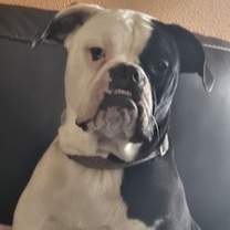 Thumbnail photo of Bellatrix #1