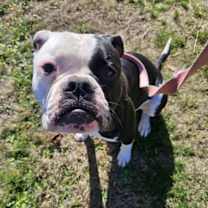 Thumbnail photo of Bellatrix #3