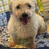 Thumbnail photo of Marley #1