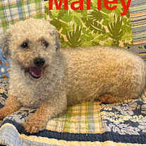 Thumbnail photo of Marley #2