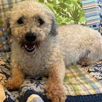 Thumbnail photo of Marley #3