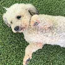 Thumbnail photo of Marley #4