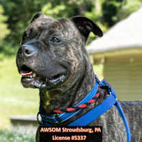 Thumbnail photo of Cosmo #1