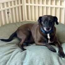 Thumbnail photo of Rocky #2