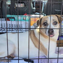 Thumbnail photo of Gusto #4