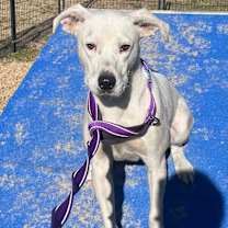 Thumbnail photo of Buster #1