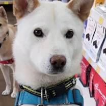 Thumbnail photo of Largo (S. Korea) hz #1