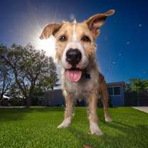 Thumbnail photo of Penny #1