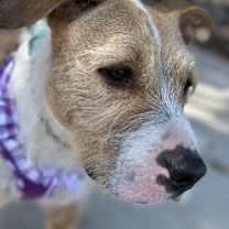 Thumbnail photo of Penny #3