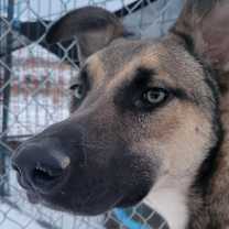 Thumbnail photo of Beau (Courtesy Post) #1