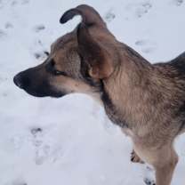 Thumbnail photo of Beau (Courtesy Post) #2