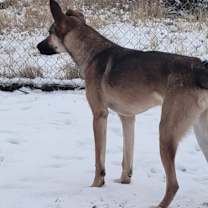 Thumbnail photo of Beau (Courtesy Post) #3