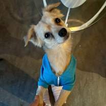 Thumbnail photo of Linus #2