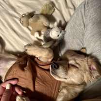 Thumbnail photo of Linus #4