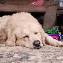 Thumbnail photo of Gino #3