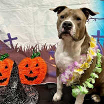 Thumbnail photo of Draco #1