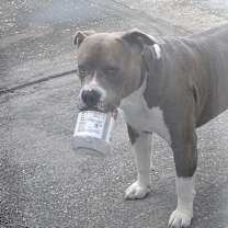 Thumbnail photo of Draco #3