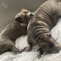 Thumbnail photo of Zeus #3