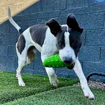 adopt-pet