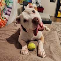 adopt-pet