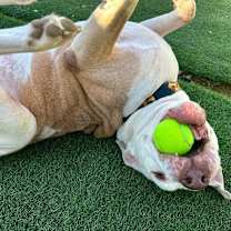 Thumbnail photo of Happy #4