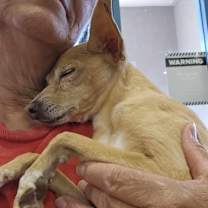 Thumbnail photo of Bambi #2