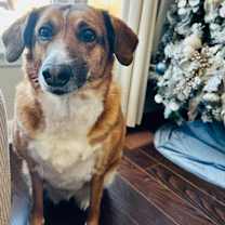 adopt-pet