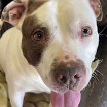 Thumbnail photo of Juno #1