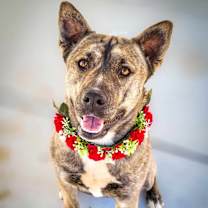 Thumbnail photo of Shayla #4