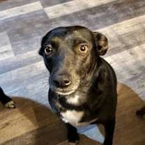 adopt-pet
