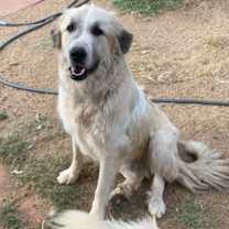 Thumbnail photo of Bruce #1