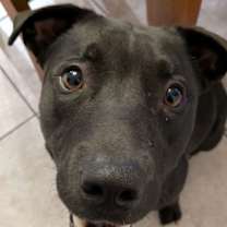 adopt-pet