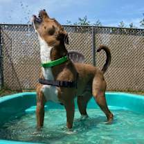 Thumbnail photo of Hank #4