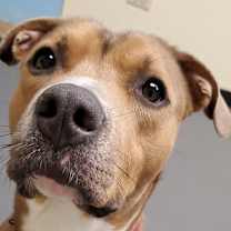 Thumbnail photo of Hank #1