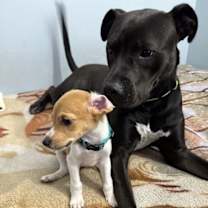 Thumbnail photo of RAIN #4