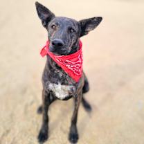 Thumbnail photo of Roger #3