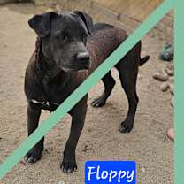 Thumbnail photo of Floppy #1