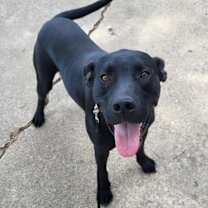 Thumbnail photo of Deputy Dawgs: Kade (CP) #3