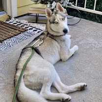 Thumbnail photo of Ash #1