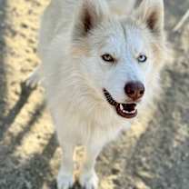 Thumbnail photo of Kota #1