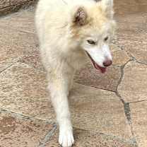 Thumbnail photo of Kota #3