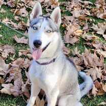 Thumbnail photo of Ash #1