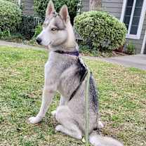 Thumbnail photo of Ash #3