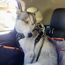 Thumbnail photo of Ash #4