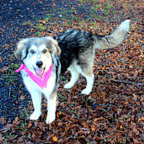 Thumbnail photo of Bella #3